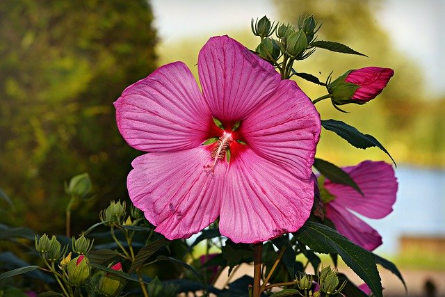 Hibiscus Syriacus 'Helene' i 'Diana'